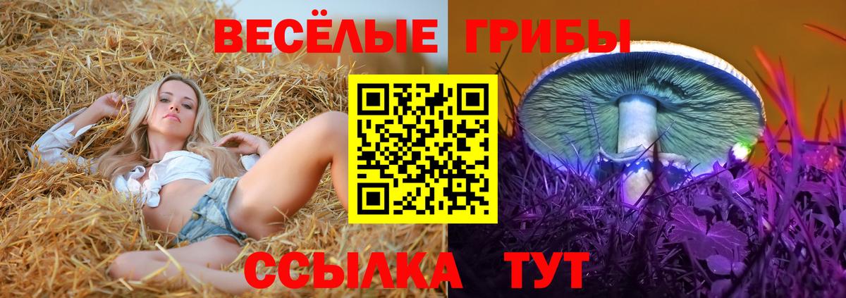 Псилоцибиновые грибы Psilocybine cubensis  Вход с VPN  Луга  Псилоцибиновые грибы ЛСД 